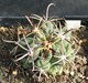 Ancistrocactus mathssonii