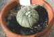 Astrophytum asterias