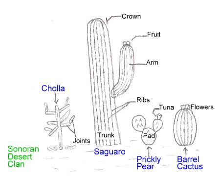 [Sonoran Cacti]