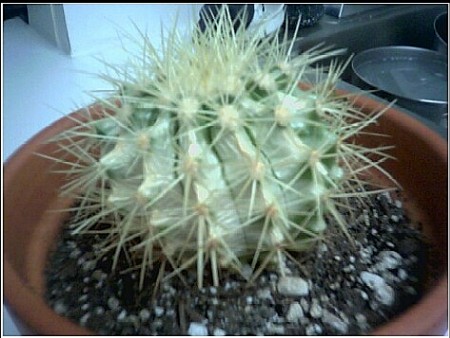 Cactus Sunburn