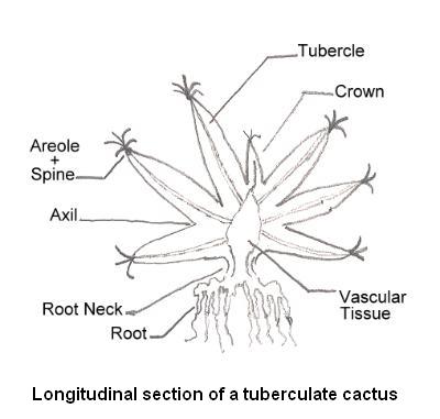[Tuberculate Cactus Cross-Section]