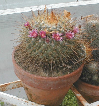[Unidentified Cactus #1]