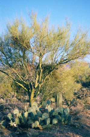 [Prickly Pear/Saguaro]