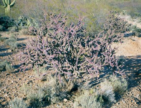 [Staghorn Cholla]