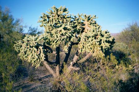 [Chainfruit Cholla]