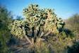 [Chainfruit Cholla]