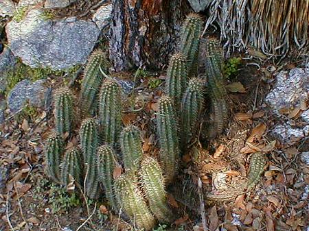 [Hedgehog Cactus]