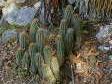 [Hedgehog Cactus]