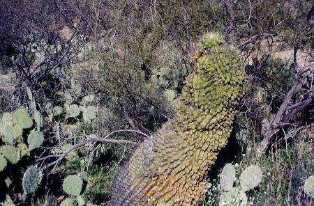 [Monstrose Barrel Cactus]