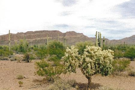 [Chainfruit Cholla]