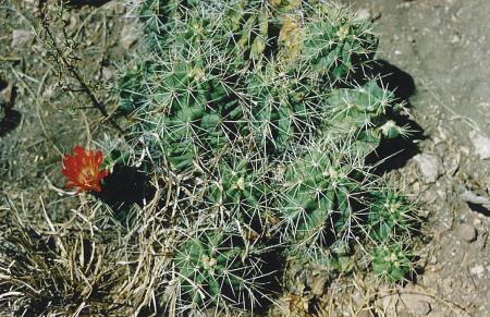 [Claret Cup Cactus]