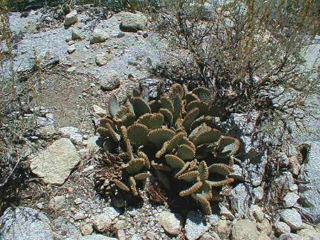 [Beavertail Cactus]