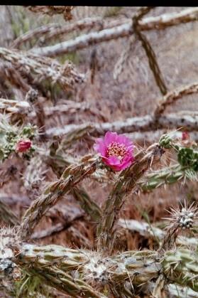 [Debs Photos: Tree Cholla]