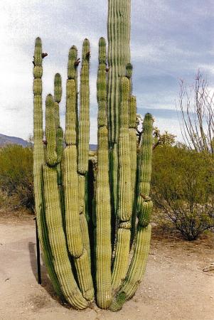 [Organ Pipe Cactus]