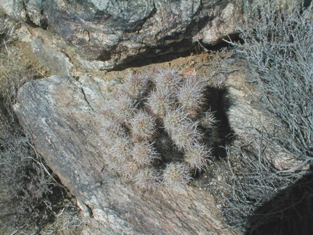 [Growing on a Rock]