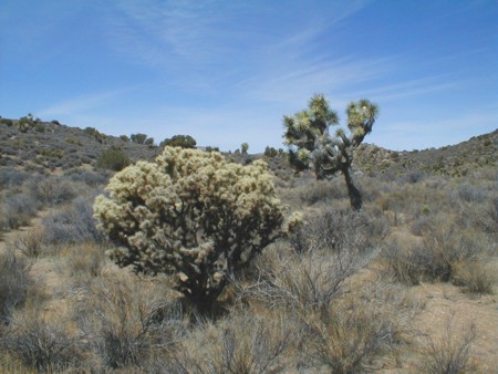 [Silver Cholla]