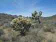 [Silver Cholla]