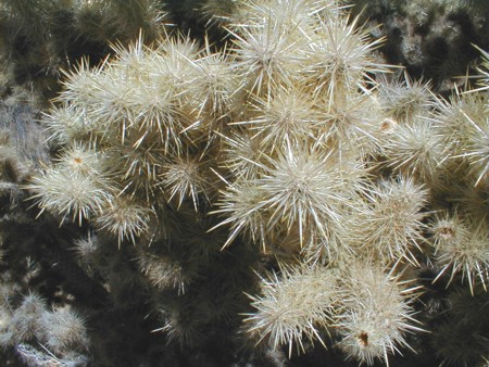 [Silver Cholla]