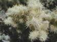 [Silver Cholla]