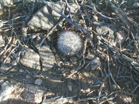 [Beehive Cactus]