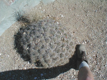 [Claret Cup Cactus]