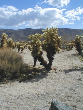 [Teddy Bear Cholla]