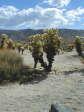 [Teddy Bear Cholla]