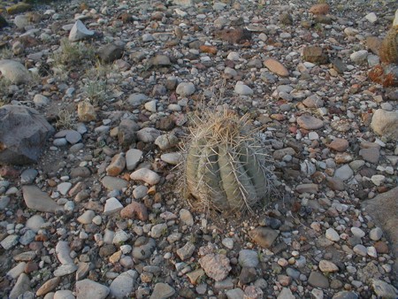 [Eagle Claws Cactus]