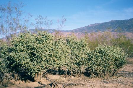 [Cholla Species]