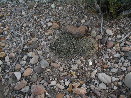 [Mammillaria heyderi]