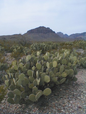 [Blind Prickly Pear]