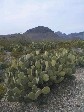 [Blind Prickly Pear]