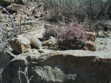 [Texas Barrel Cactus]