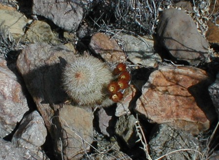 [Brown-Flowering Hedgehog]