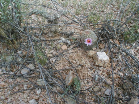 [Arizona Fishhook Cactus]