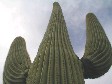 [Saguaro]