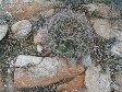 [Barrel Cactus/AZ Fishhook]