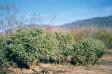 [Cholla Species]