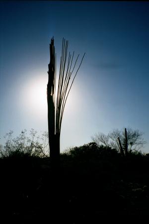 [Saguaro Skeleton]