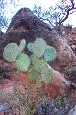 [Pancake Prickly Pear]