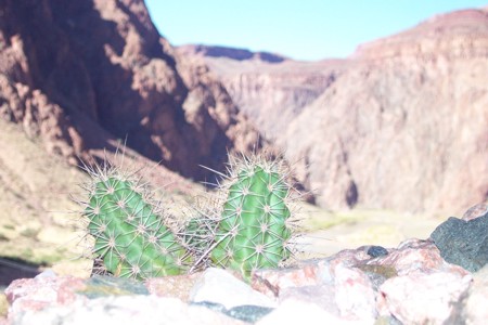 [Hedgehog Cactus]