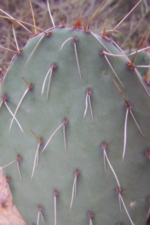 [Prickly Pear Pad]