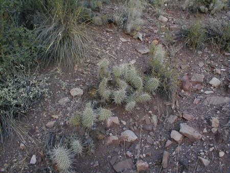 [Plains Prickly Pear]