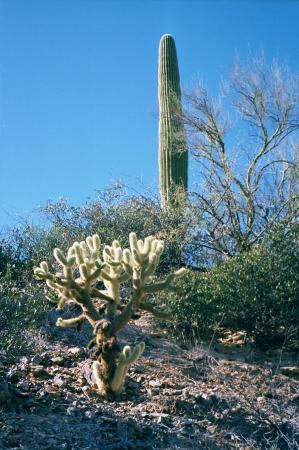 [Teddy Bear Cholla]