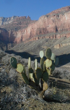 [Pancake Prickly Pear]