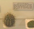 [Devil Claw Cactus Exhibit]