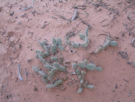 [Canyonlands Prickly Pear]