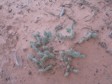 [Canyonlands Prickly Pear]