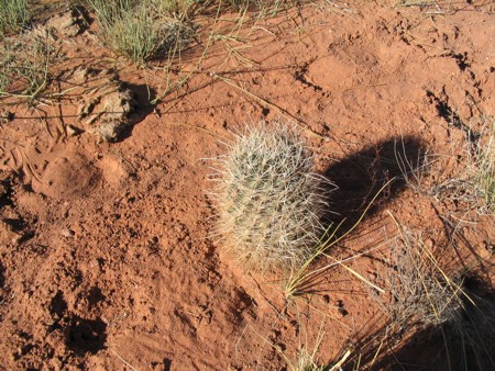 [Canyonlands Fishhook]