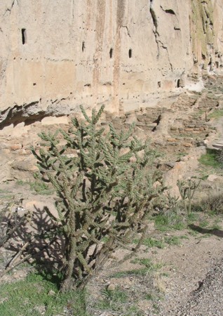 [Bandelier Cholla]